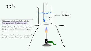 Investigating Enzymatic Reactions  AQA GCSE 91 Biology B2 [upl. by Putnam291]