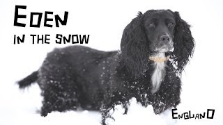 English Cocker Spaniel Working Type Running in the Snow [upl. by Kalfas]