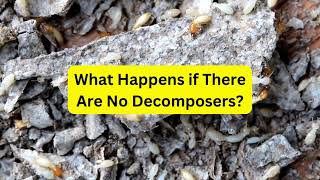 What Happens if There Are No Decomposers [upl. by Baillie760]