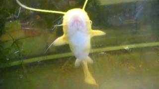 albino meerval in aquarium albino welscatfishsilurus glanis [upl. by Piero]