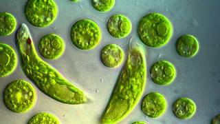 Chlamydomonas amp Euglena viridis [upl. by Leighton688]