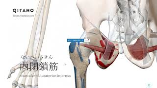 内閉鎖筋の解剖学図｜musculus obturatorius internus｜筋肉辞典82 [upl. by Leahey]