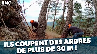 Mission périlleuse des bûcherons pour abattre plus de 20 arbres [upl. by Aerdnwahs259]