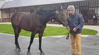 Zelzal  Route des Etalons 2018  Haras de Bouquetot [upl. by Rani434]