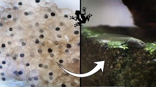 EGG TO TADPOLE  A Frogs Life Ep 1 [upl. by Ainehta835]