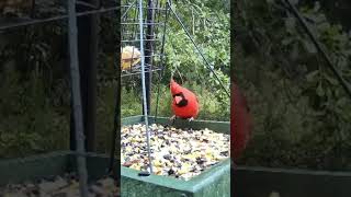 Cardinal Redbird in the Rain Wildlife Live TV Bird Feeder Cam LIVE BIRDWATCHING Birding Red Birds [upl. by Iaria]