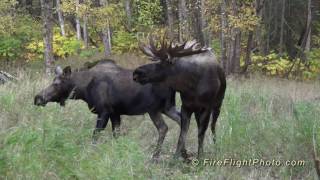 40 Point Moose Named Hook and His Girl 1080p [upl. by Grange]