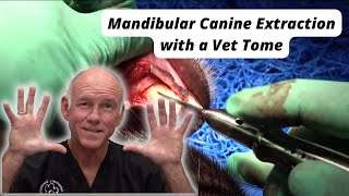 Mandibular Canine Extraction with a Vet Tome [upl. by Ladonna]