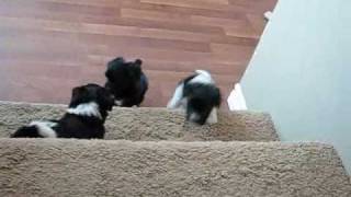 Havanese puppies 7 weeks go up and down stairs [upl. by Il]