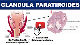 GLANDULA PARATIROIDES ESTRUCTURA CELULAS PRINCIPALES ¡SENCILLO [upl. by Rekoob]