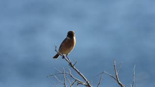 Common Stonechat Saltimpalo Saxicola torquata [upl. by Felisha]