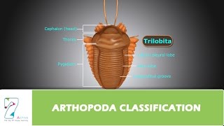 ARTHOPODA CLASSIFICATION [upl. by Gibbeon]