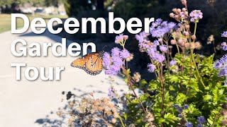 Native versus nonnative plants in zone 8b Central TexasDecember 2023 garden tour [upl. by Yssenhguahs]