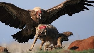 Eagle Attacking Big Animals Humans goats wolf and snake [upl. by Trepur]