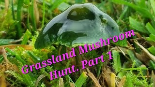 Grassland Mushroom Hunt Part 1 [upl. by Teddman]