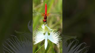 Scarlet Dwarf Dragonfly on White Egret Flower Orchid  Observed in Description [upl. by Anai]