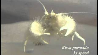 Yeti crab eating bacteria from its claws [upl. by Suckram]