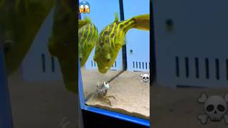 🦀Crab vs 🐟globefish fight comedy shortvideo crab [upl. by Guild]