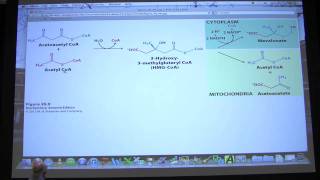 35 Biochemistry Phosphoglycerides Cholesterol Steroids Lecture for Kevin Aherns BB 451551 [upl. by Kroo336]