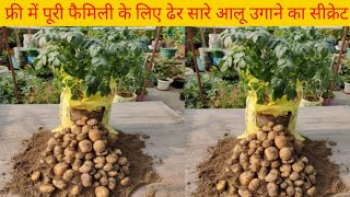 How to Grow Potatoes in GROW BAGS Small Garden Idea for Growing Potatoes [upl. by Tychon950]