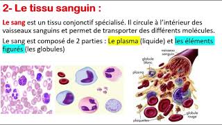 Histologie  Le tissu osseux  Globules rouges  Globules blancs  Plaquettes [upl. by Kinnard123]