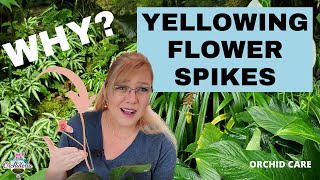 Yellowing Orchid Spikes7 Reasons amp Their Remedies [upl. by Joy]