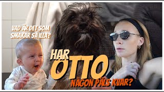 VLOGG 11  Klipper vår hund Otto men skulle jag gått till frisören [upl. by Yrekcaz]