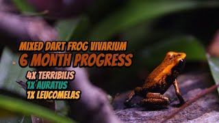 Mixed Dart Frog Vivarium Tank 6 month Progress update  Terribilis Auratus Leucomelas Poison Dart [upl. by Sherwynd929]