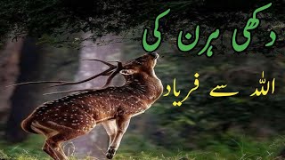 dukhi hirun ki Allah sy faryad waqia  deer Ka waqia  hirun Ka Allah py yaqeen Ka waqia [upl. by Madriene]