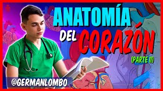 EL CORAZÓN  ANATOMÍA DEL CORAZÓN [upl. by Adnohs]