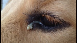 CACHORRO COM VERMES QUAL MELHOR REMÉDIO COMO SABER SE CACHORRO TEM VERMES CÃO COM REMELA NOS OLHOS [upl. by Greyso569]