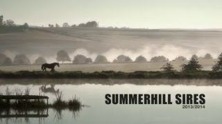 SUMMERHILL SIRES FILM 2013  2014 [upl. by Wie]