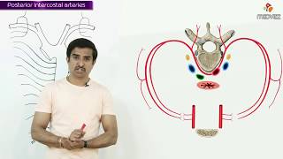 POSTERIOR INTERCOSTAL ARTERY  Gross Anatomy animations [upl. by Einot]