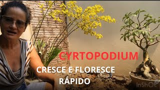 Assim seu cyrtopodium cresce e floresce rápido [upl. by Sawyer]