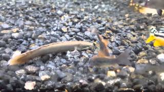 Baby Senegal bichir eating [upl. by Nnateragram]