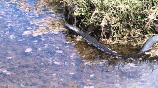 Tasmanian Tiger snake [upl. by Anaya]