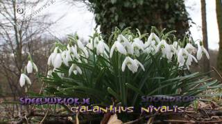 sneeuwklokjes  snowdrops  galanthus nivalis 01 [upl. by Nihi974]