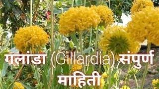 Galanda  गलांडा Gillardia  फुलशेती  Fulsheti Mahiti  Fulsheti Niyojan [upl. by Heng]