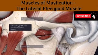 Lateral Pterygoid muscle  Origin  Insertion  Nerve Supply  Actions  Relations [upl. by Yaya]