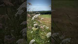 Out on the trails in the Haute Vienne hautevienne originalcompositions velo vtt hautevienne87 [upl. by Acim388]