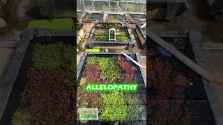 ALLELOPATHY IN THE FRESHWATER PLANTED AQUARIUM [upl. by Neema990]