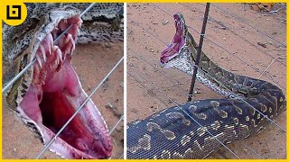 Top 45 Shocking Moments When Animals Were Electrocuted [upl. by Daisi448]