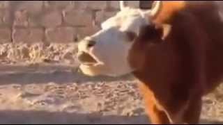 Cow Speaking Arabic [upl. by Acina]