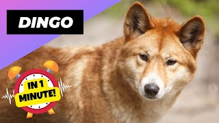 Dingo 🦊 Australias Biggest Land Predator  1 Minute Animals [upl. by Ennairda]