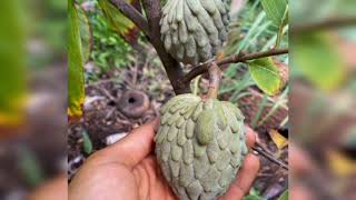 Annona species Custard apple [upl. by Schoenberg600]