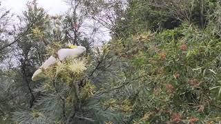 Sulphurcrested Cockatoo [upl. by Vivia65]