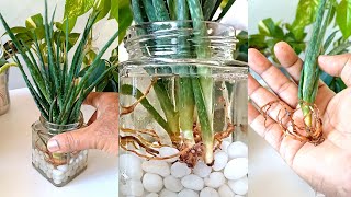 Table decor using indoor plants and pebbles [upl. by Nahtanoj]