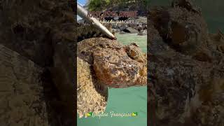 Rascasse 🤙🏻🎣🇬🇫 fishing pêche pesca fish nature live rockfishing peixes poisson live [upl. by Egan123]