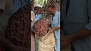 Dry Dates Chuara Making Process  1000 Years Old Dry Dates Making Process [upl. by Hall]