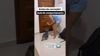 Como ensinar cachorro comer a comando parte 1 [upl. by Cacie648]